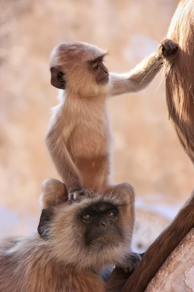 Baby grijze langur zitten met moeder, pushkar, india — Stockfoto