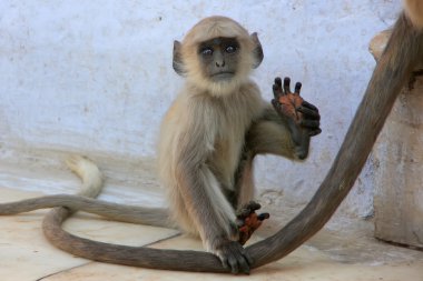 Bebek gri langur oynarken Tapınağı, pushkar, Hindistan