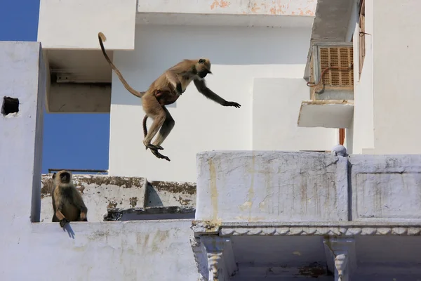 Šedé langurs hraje v ulicích pushkar, Indie — Stock fotografie