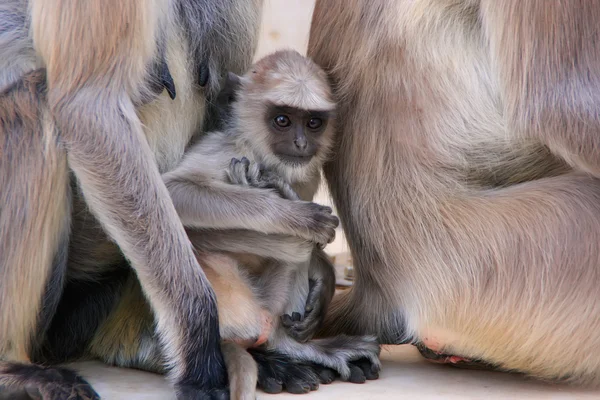 インド、プシュカルの母親と一緒に座っている灰色の赤ちゃんラングール — ストック写真