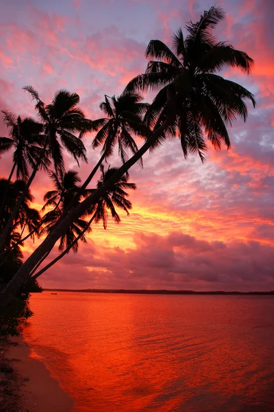 Palmeras siluetas en una playa al atardecer, isla de Ofu, Tonga — Foto de Stock