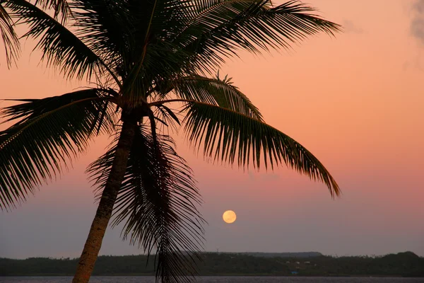 Palmera silueta con la luna, isla Ofu, Tonga — Foto de Stock