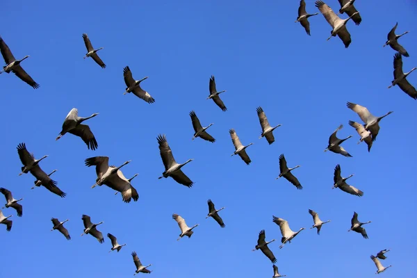 Hejno Motýlice lesklá crains létání v modré obloze, khichan vesnice, — Stock fotografie