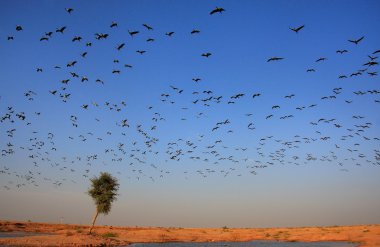 Flock of demoiselle crains flying in blue sky, Khichan village,  clipart