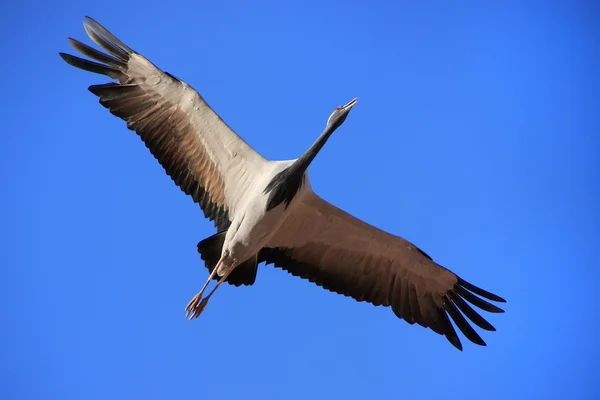Demoiselle crain (anthropoides Jungfrun) flyger i blå himmel, khicha — Stockfoto