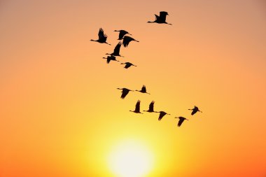 Silhouetted flock of demoiselle crains at sunset, Khichan villag clipart
