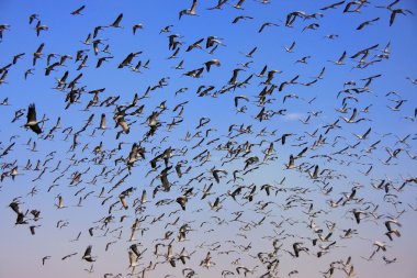 khichan Köyü mavi gökyüzünde uçan telli Kaldıraçlar sürüsü, 