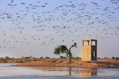 khichan Köyü mavi gökyüzünde uçan telli Kaldıraçlar sürüsü, 