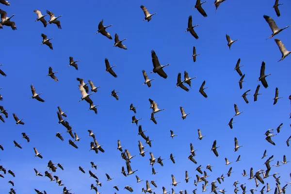 Flock of demoiselle crains flying in blue sky, Khichan village, — Stock Photo, Image