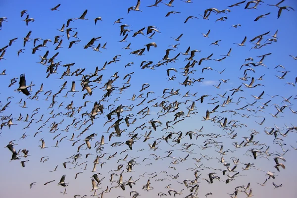 Herde von Demoiselle Crains fliegt in den blauen Himmel, khichan Dorf, — Stockfoto