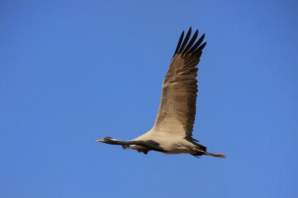 Demoiselle crain (Anthropoides virgo) volant dans le ciel bleu, Khicha — Photo