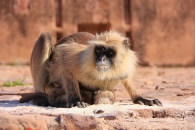 gri langur (semnopithecus dussumieri), yemek bebek koştu