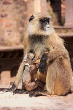 ra oturan bebek gri langur (semnopithecus dussumieri)