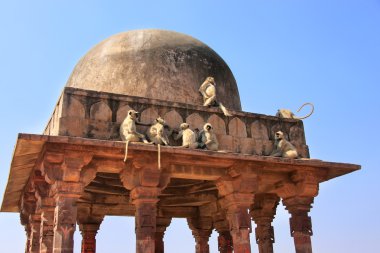 ranthambore f oturan gri langurlar (semnopithecus dussumieri)