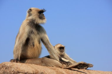 ra oturan bebek gri langur (semnopithecus dussumieri)