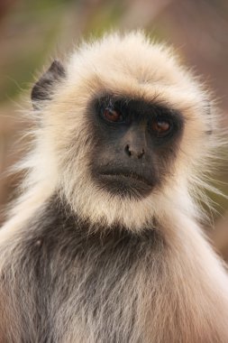 Gri langur (Semnopithecus dussumieri), portresi Ranthambore 