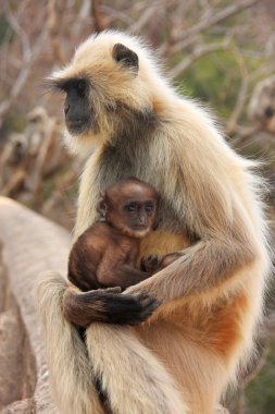 ra oturan bebek gri langur (semnopithecus dussumieri)