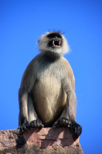 Grå langurer (semnopithecus dussumieri) visar tänderna, rant — Stockfoto