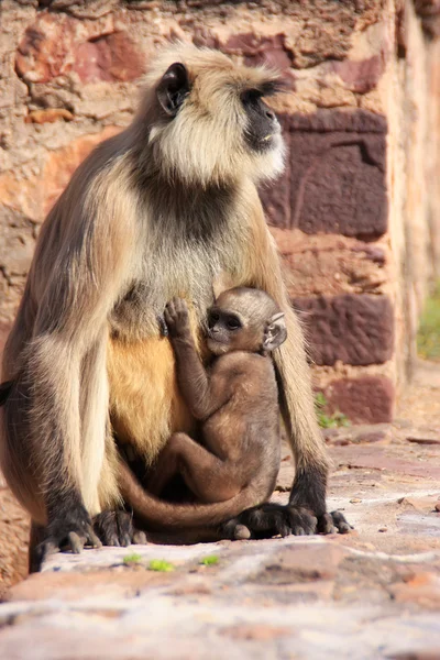 灰叶 (semnopithecus dussumieri) 抱着一个婴儿坐在 ra — 图库照片