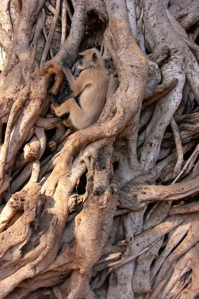 Langur szary (semnopithecus dussumieri) siedzi w wielkie drzewo, ra — Zdjęcie stockowe