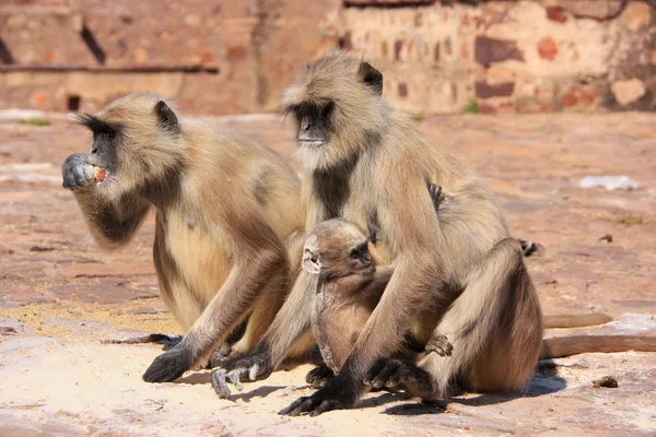 R இல் அமர்ந்திருக்கும் ஒரு குழந்தையுடன் சாம்பல் லாங்கர்ஸ் (Semnopithecus dussumeri) — ஸ்டாக் புகைப்படம்