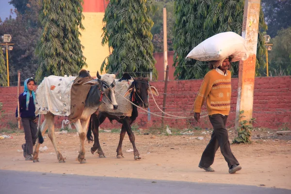 Padre e hija yendo por el camino con las vacas, Sawai Madhop — Foto de Stock