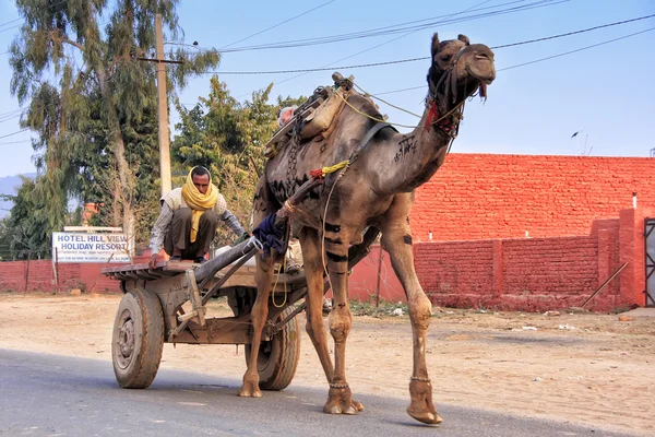 Hombre indio conduciendo carro de camello, Sawai Madhopur, India — Foto de Stock