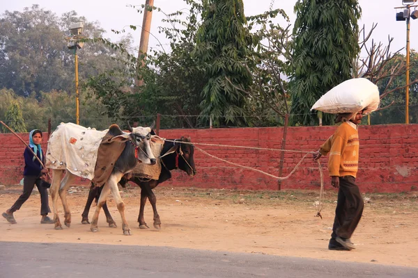 Father and daughter going along the road with cows, Sawai Madhop — Stock Photo, Image
