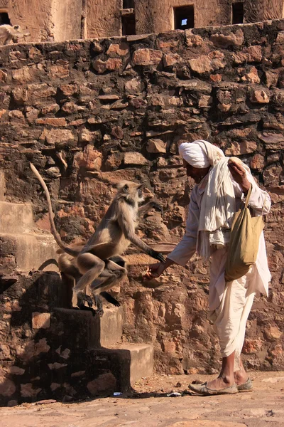 Indian man feeding gray langurs at Ranthambore Fort, India — Stock Photo, Image