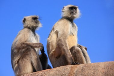 ranthambore f oturan gri langurlar (semnopithecus dussumieri)