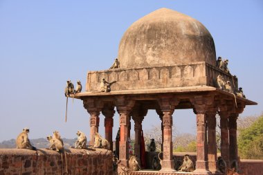 ranthambore f oturan gri langurlar (semnopithecus dussumieri)