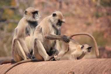 Gri langurlar (Semnopithecus dussumieri) Ranthambore damat 