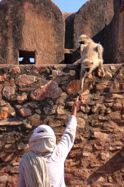 Hintli adam ranthambore fort, Hindistan, gri langurlar besleme