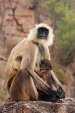 ra oturan bebek gri langur (semnopithecus dussumieri)
