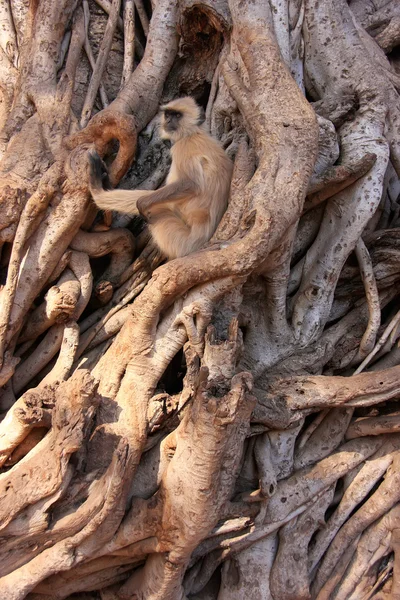 Langur szary (semnopithecus dussumieri) siedzi w wielkie drzewo, ra — Zdjęcie stockowe