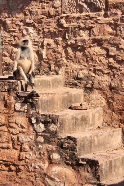 Grå langur (Semnopithecus dussumieri) sitter vid Ranthambore Fo — Stockfoto