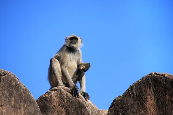 Grå langur (Semnopithecus dussumieri) sitter vid Ranthambore Fo — Stockfoto