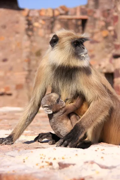 Gray langur (Semnopithecus dussumieri) with a baby sitting at Ra — Stock Photo, Image