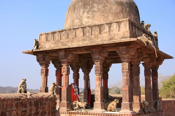 Grå langurer (semnopithecus dussumieri) spelar på ranthambore f — Stockfoto