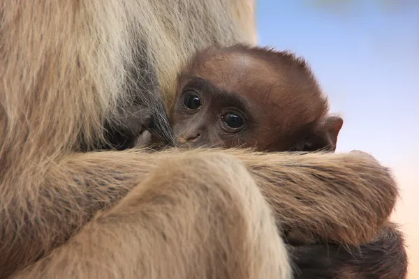 Baby šedé langur (semnopithecus dussumieri) spočívající v matky — Stock fotografie