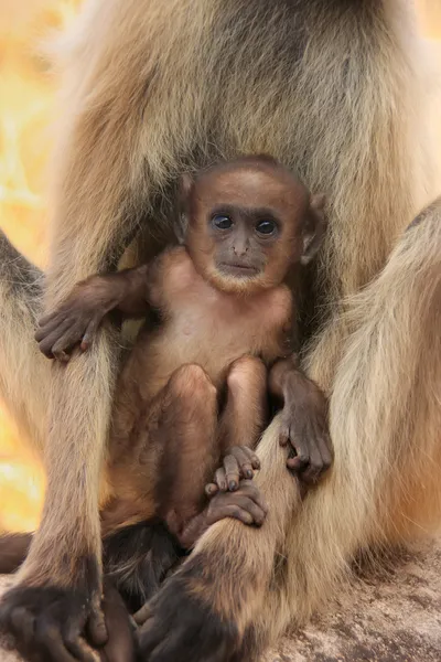 Baby šedé langur (semnopithecus dussumieri) spočívající v matky — Stock fotografie