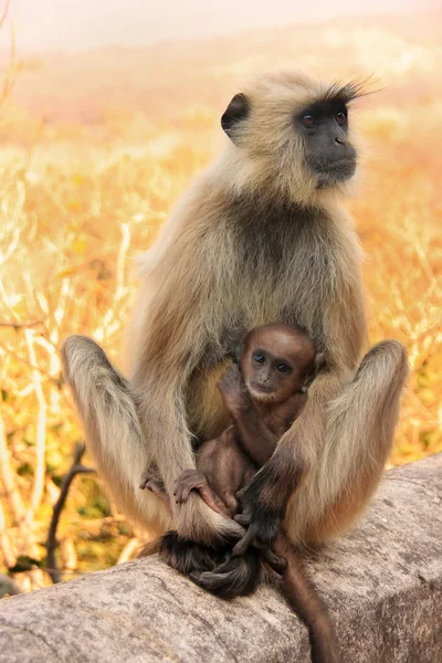 Серый медведь (Semnopithecus dussumieri) с младенцем, сидящим на Ра — стоковое фото