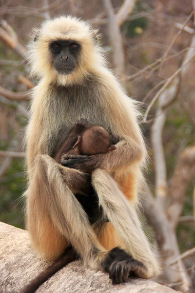 灰叶 (semnopithecus dussumieri) 抱着一个婴儿坐在 ra — 图库照片