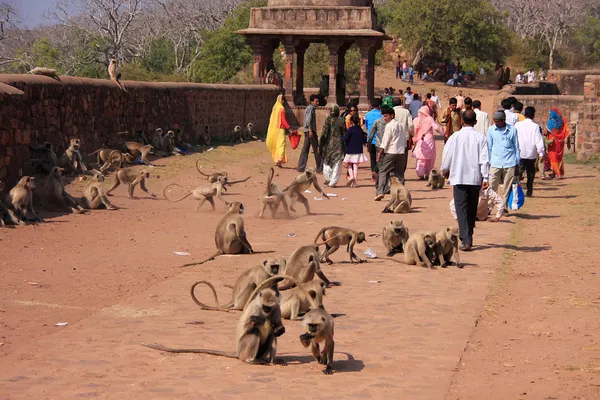 Gente local caminando por el Fuerte Ranthambore entre el langur gris — Foto de Stock