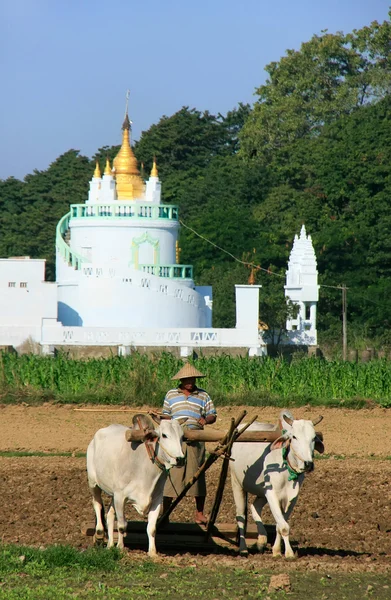 Local man working on a farm field near Buddhist temple, Amarapur — Stock Photo, Image