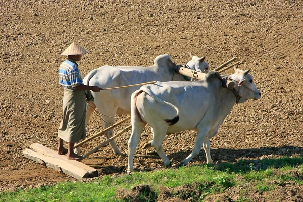 Lokale man aan het werk op een boerderij veld, amarapura, myanmar — Stockfoto