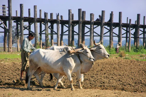 Local man working on a farm field near U Bein bridge, Amarapura, — Stock Photo, Image