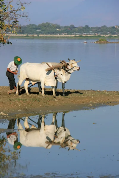 Göl, amarapura, myanmar bir çiftlik tarlada çalışan yerel adam — Stok fotoğraf