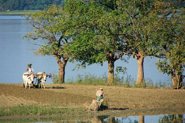 Einheimischer arbeitet auf einem Feld in der Nähe des Sees, Amarapura, Myanmar — Stockfoto