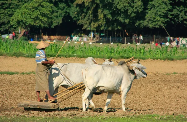 Lokale man aan het werk op een boerderij veld, amarapura, myanmar — Stockfoto